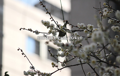 SEASON'S GREETINGS 2013 SHINJUKU PARK TOWER